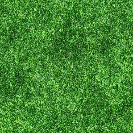 🌱Evergreen Dwarf Grass Seed For Four Season Lawns🌱