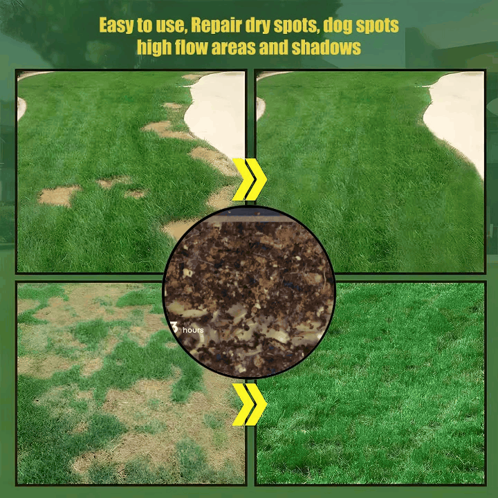 🌱Evergreen Dwarf Grass Seed For Four Season Lawns🌱