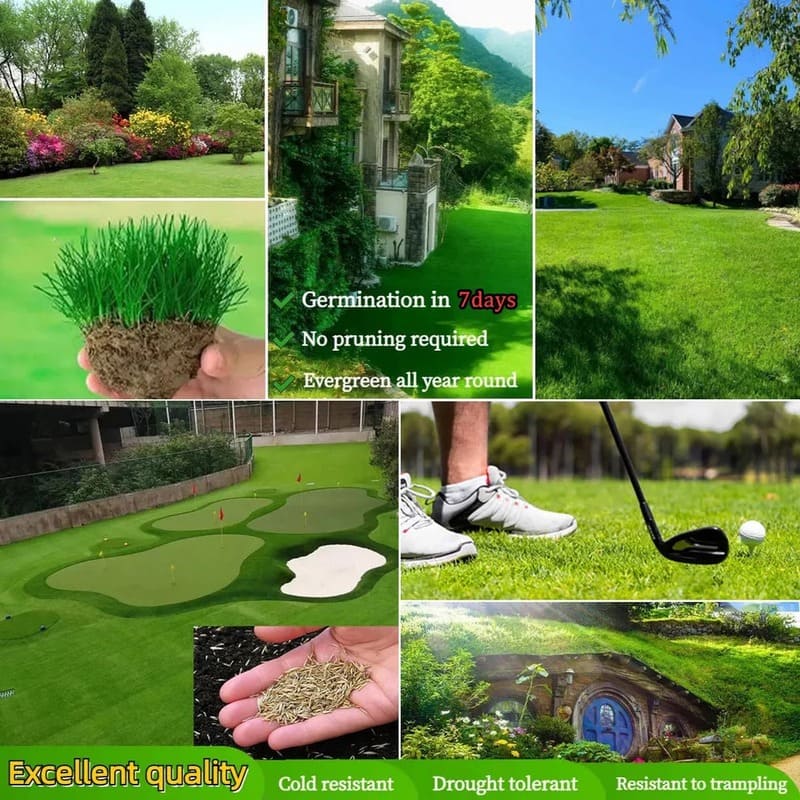 🌱Evergreen Dwarf Grass Seed For Four Season Lawns🌱
