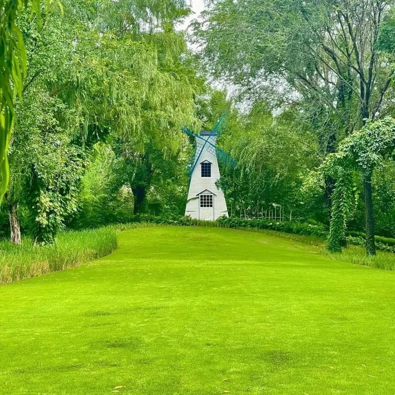 🌱Evergreen Dwarf Grass Seed For Four Season Lawns🌱
