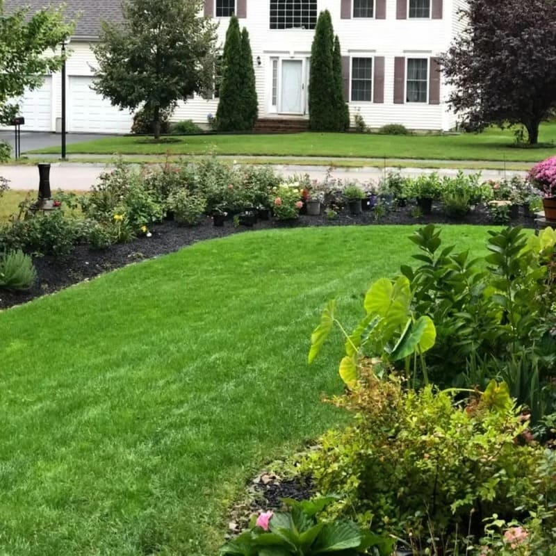🌱Evergreen Dwarf Grass Seed For Four Season Lawns🌱