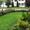 🌱Evergreen Dwarf Grass Seed For Four Season Lawns🌱
