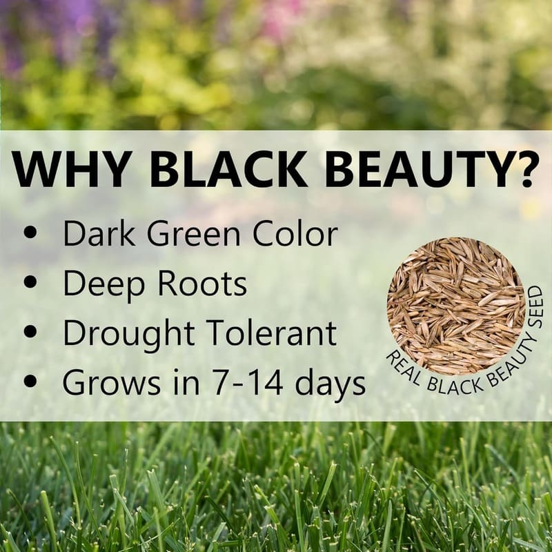 🌱Evergreen Dwarf Grass Seed For Four Season Lawns🌱